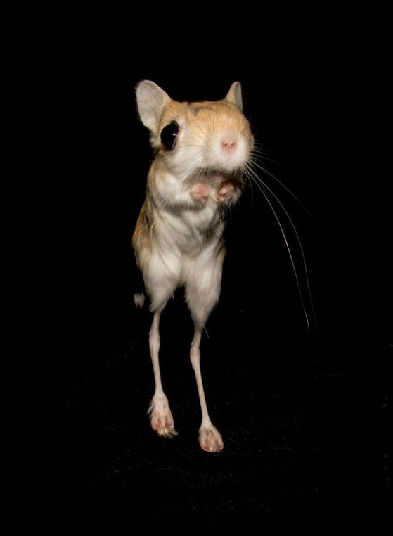 A bipedal jerboa, one of the rodent species included in a study of unpredictability in animal movements. Image credit: Haydee Gutierrez