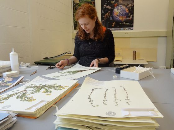 Jacqueline Popma incoporates the E.S. George Reserve Herbarium specimens into the U-M Herbarium collection.