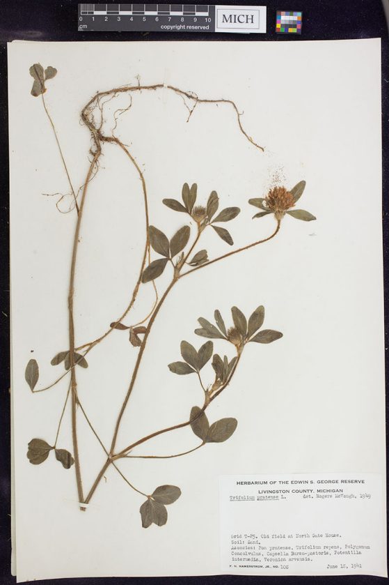 Trifolium pratense collected in Livingston County, Mich., in June 1941 by F.N. Hamerstrom, Jr.