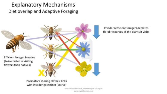 Native pollinators without alternative resources go extinct, while the ones that reassign their visits to alternative plants decrease their density due to foraging on less profitable resources. Illustration: John Megahan