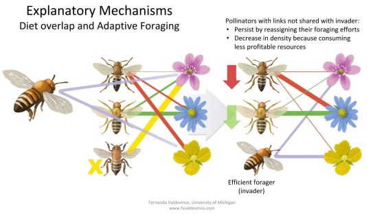 Explanatory mechanisms: diet overlap and adaptive foraging. Image: John Megahan.