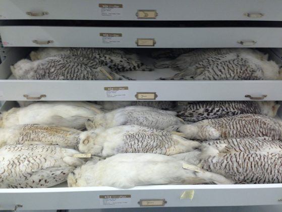Drawers of snowy owls