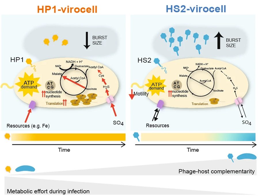 The dimensions of virocell ecology showing an uninfected cell, HP1 virocell and HS2 virocell