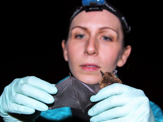U-M doctoral student Giorgia Auteri inspects the wing of a healthy big brown bat, one of the species known to be affected by white-nose syndrome. 