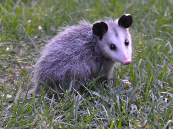 An opossum foraging under a bird feeder in Dublin, Ohio. 