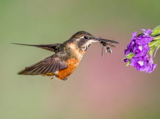 The Purple-throated Woodstar is more than just a pollinator – it also is a predator of small insects including bees. Image: Hitching a Ride by Andy Morffew / Flickr flickr.com/photos/andymorffew