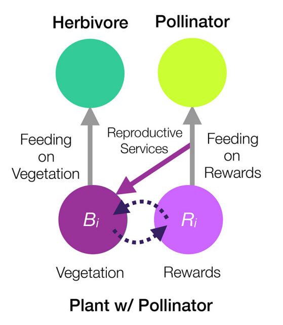 Figure 1. Interaction mechanisms in the multiplex model, figure has four different colored dots showing interactions using arrows between herbivores and pollinators using plants with pollinators. For full description, see paper. 