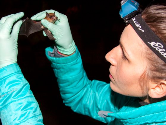 U-M doctoral student Giorgia Auteri inspects the wing of a healthy big brown bat, one of the species known to be affected by white-nose syndrome. Image credit: Heather Adams