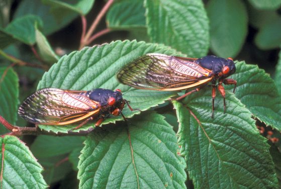 Magicicada cicadas like these will emerge from the ground soon after developing underground for 17 years. Image credit: USDA Agricultural Research Service