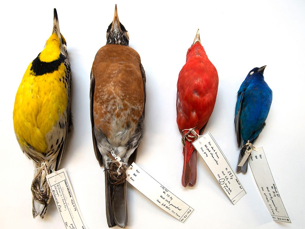 Some of the birds collected at Chicago’s McCormick Place that are in the Field Museum collections, including an eastern meadowlark (far left) and an indigo bunting (far right). Image credit: Field Museum, Karen Bean.