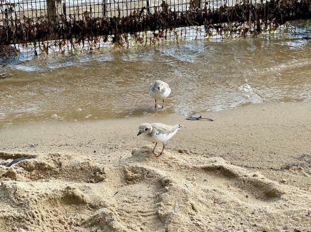 Birds in sand on shoreline